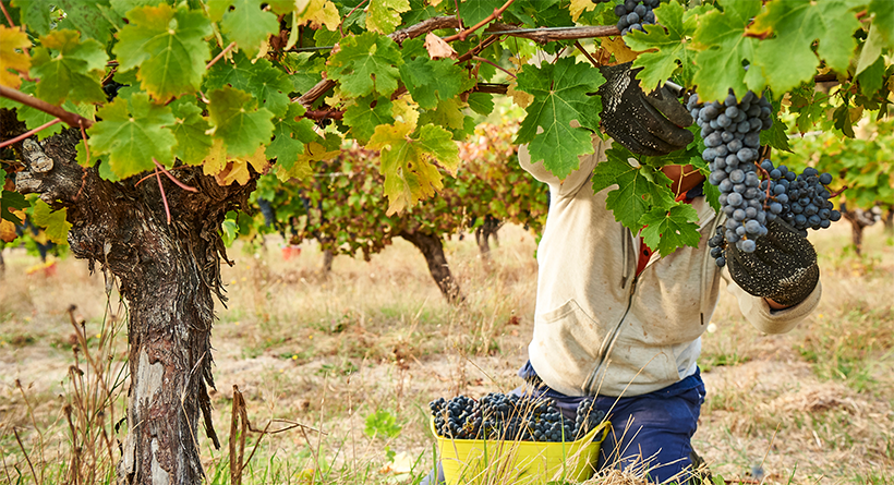 Moss Woord grapes being harvested